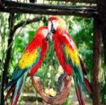 /album/fotogaleria-reproduccio/images-6-jpg1/